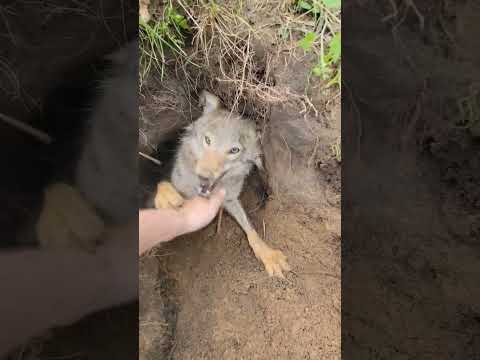 Video: Ar kojotai yra gaujos gyvūnai?