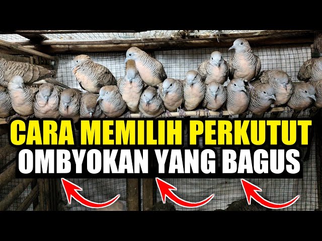 CARA MEMILIH PERKUTUT OMBYOKAN YANG BAGUS class=