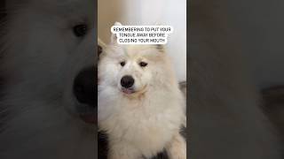 Anyone else have a dog like this?  #samoyed #puppy