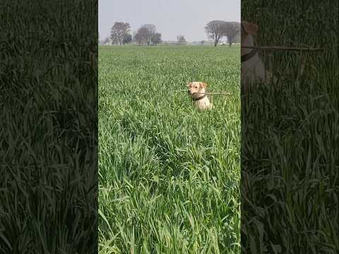Lath gaad du💪💪||Cute puppy Dazz 🥰||labrador dog||labrador||#shorts #dog #labrador