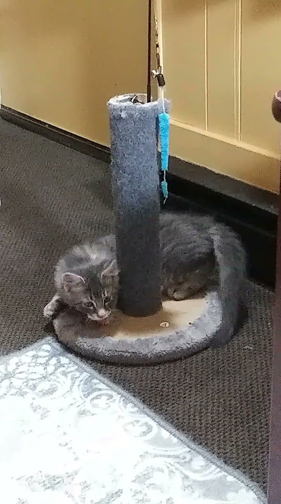 Genuine ROCKY cuteness! RockyBaby does nothing but look adorable. He's a natural. #shorts #kittens