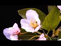 Blooming Apple Flowers Stock Footage Video