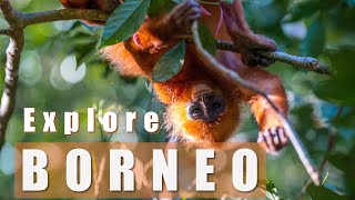 Explore Borneo, Malaysia  2 week itinerary