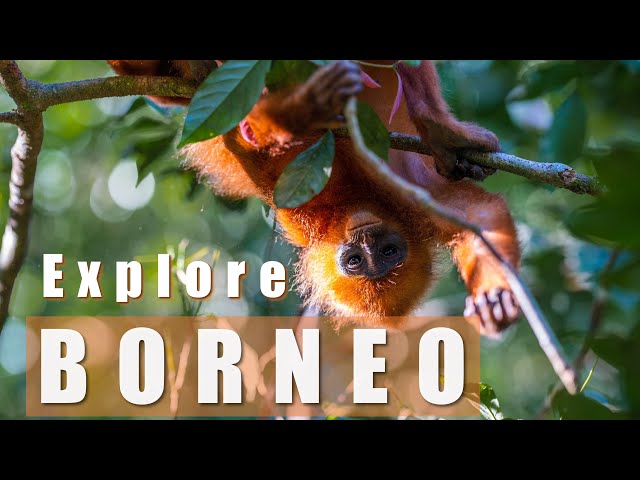 Explore Borneo, Malaysia - 2 week itinerary class=