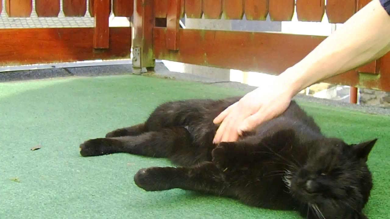 Meine Katze genießt das streicheln Funny Cat Sweet Cat Katze schnurrt YouTube Meine Katze genießt das streicheln Funny Cat Sweet Cat Katze schnurrt YouTube