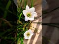 💞White Flower💞#homegarden #flowers #peacefulmusic