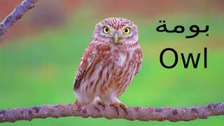 كل يوم كلمة إنجليزي - 19  بومة Owl