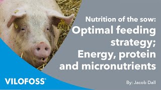 WEBINAR: Nutrition of sows