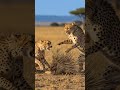 Two leopards attacked a porcupine and were injured by its spines.#shortsfeed #shorts  #viral