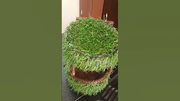 أعشاش الحسون الاردن عمان 00962799838110 