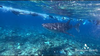 05.06.24 - Whale Shark. Dives at Lux Beyru & Maamigili Corner near Dhigurah  - South Ari Maldives