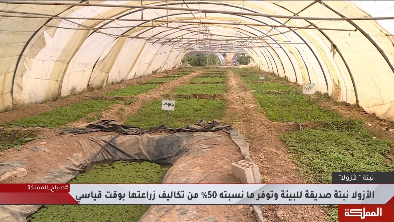 نبتة الأزولا بديل طبيعي للأعلاف التي تتغذى عليها الحيوانات بأقل التكاليف