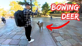 Nara, Japan - Feeding the Bowing Deer of Nara Park