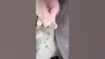 Here’s an outstanding example of a Schlothemia angulata fossil specimen that has been found