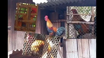 ไก่ต่อเสียงดีดี qaib qib qua zoo