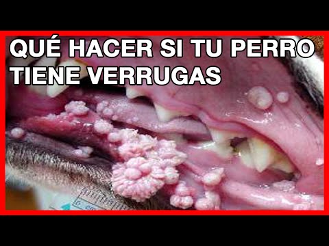 papiloma en la boca de mi perro