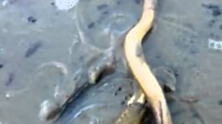 Рыба змея мутант в Омске(Предлагаем вашему вниманию некоторые кадры с инопланетянами. С каждым днём в интернете их всё больше и..., 2015-01-23T08:29:54.000Z)