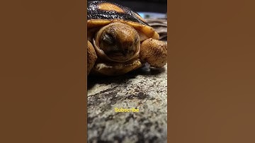 Baby Gopher Turtle 🐢 #wildlife #wildanimals #wildlifephotography #love #family #pets