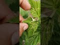 Detección de gusano en cultivo de frambuesa