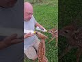 Man is bottle feeding baby deer fawns!