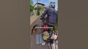 Why Dogs Chase Motorcycles? #shorts