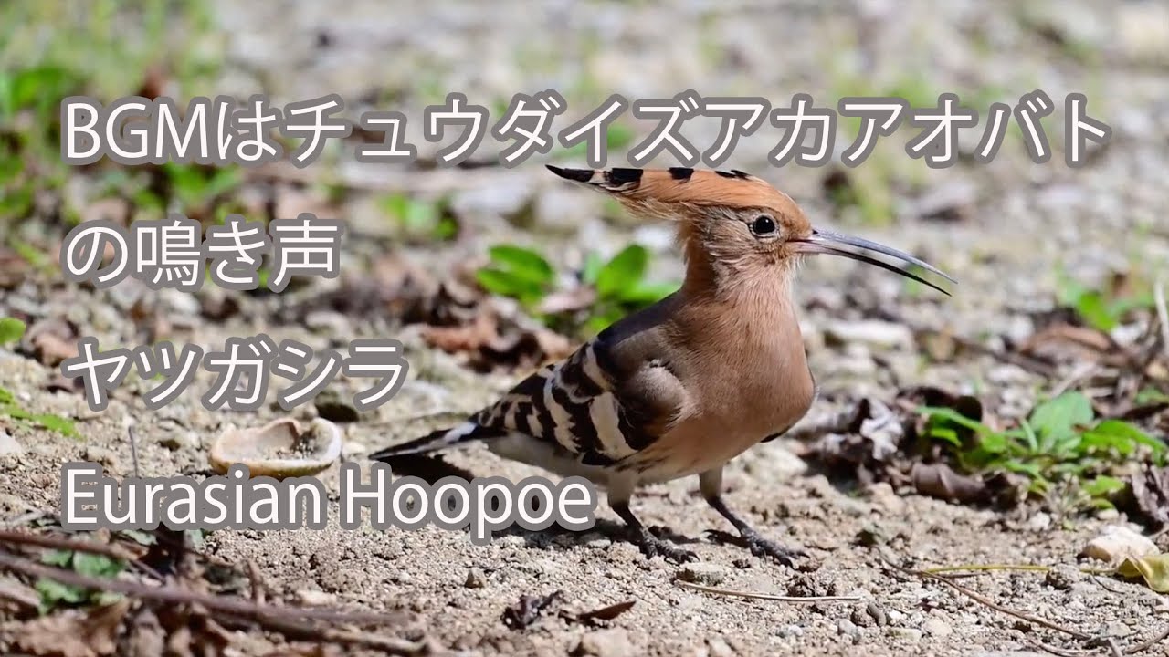 BGMはチュウダイズアカアオバトの鳴き声】ヤツガシラ Eurasian Hoopoe