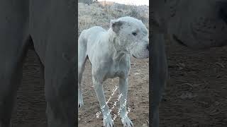 شکر خدا آنقدر حالش خوب شده که نزدیک شیش کیلو وزن اضافه کرده و امروز باهام آمده کوه و کم هم نیاورد