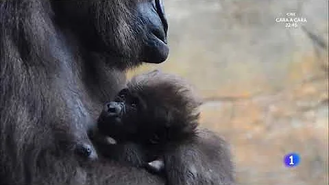 ¿Comparten los gorilas el ADN humano?