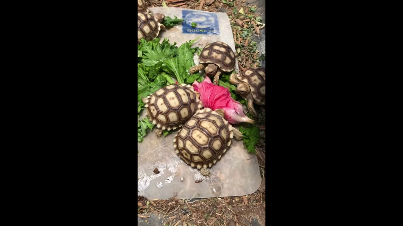 cockatoo price ph Baby Sulcata tortoises enjoying hibiscus