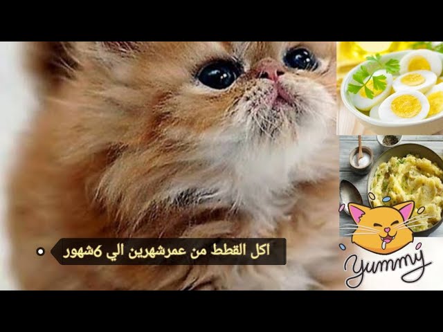 ماهو طعام القطط من عمر شهرين الي ٦ شهور؟ - YouTube