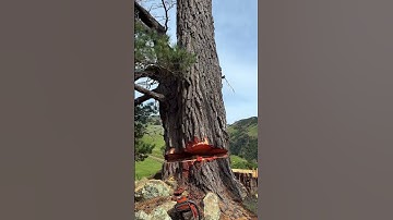 Cutting down giant tree 😨🫣😨 #satisfying #asmr #oddlysatisfying #tree #treetiktok #tiktoktree