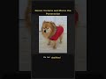 Queen Victoria's Final Companion Marco 👑🐶 #Shorts