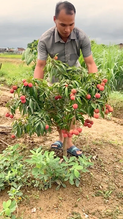 Let's Grow a Sweetest Seedless Lychee in Your Garden #farmingtech @HappyFarm85
