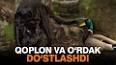 Видео по запросу "qoplon haqida malumot"