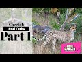 Cheetah and Cubs Part 1: Approaching Hyena