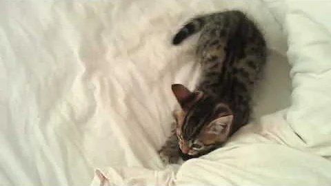 Video 647991: bengal cross kittens, bengal kitten toys, cute bengal kitten playing, kitten mouse