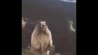 BERUANG TERIAK LAGI GALAU !