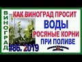 🍇 Как виноград просит воды. Полив молодого куста винограда. Росяные корни при поливе.