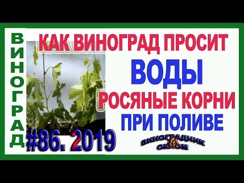 &#55356;&#57159; Как виноград просит воды. Полив молодого куста винограда. Росяные корни при поливе.