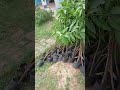 Plantation from help of Community