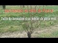 Taille De Formation D Un Poirier mp3
