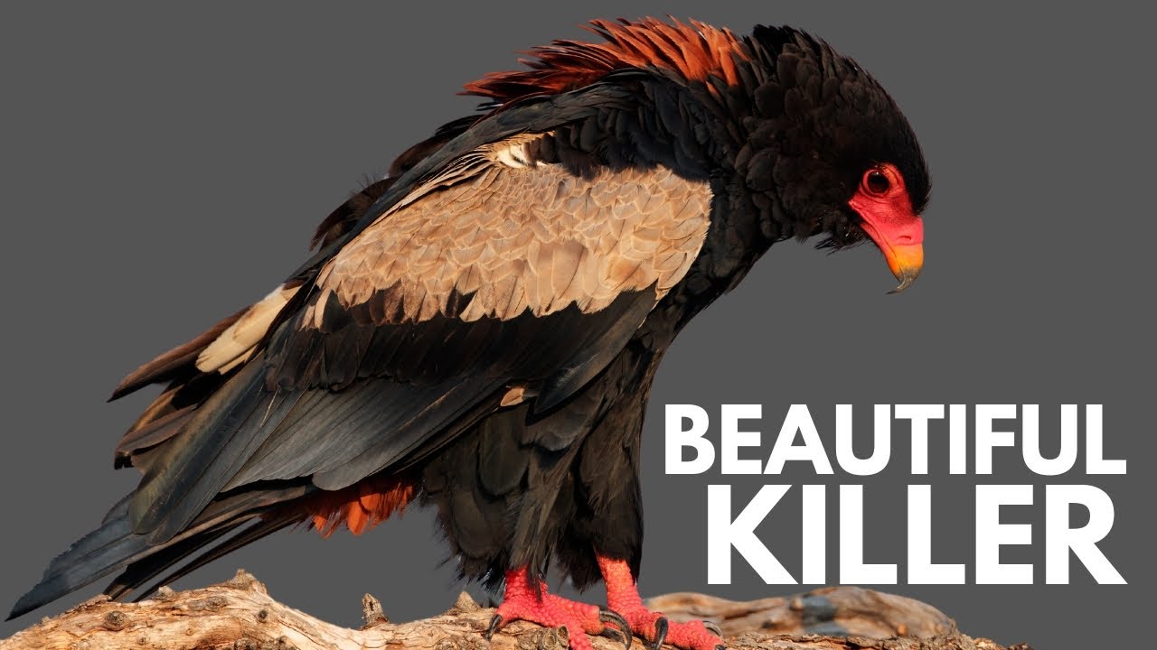 World's Most Beautiful Eagles