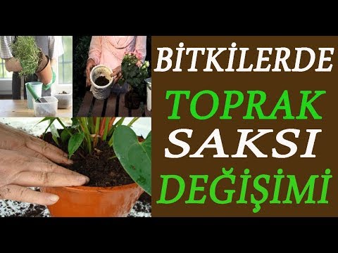 Video: Hosta Nakli: Hosta Bitkileri Nasıl Nakledilir