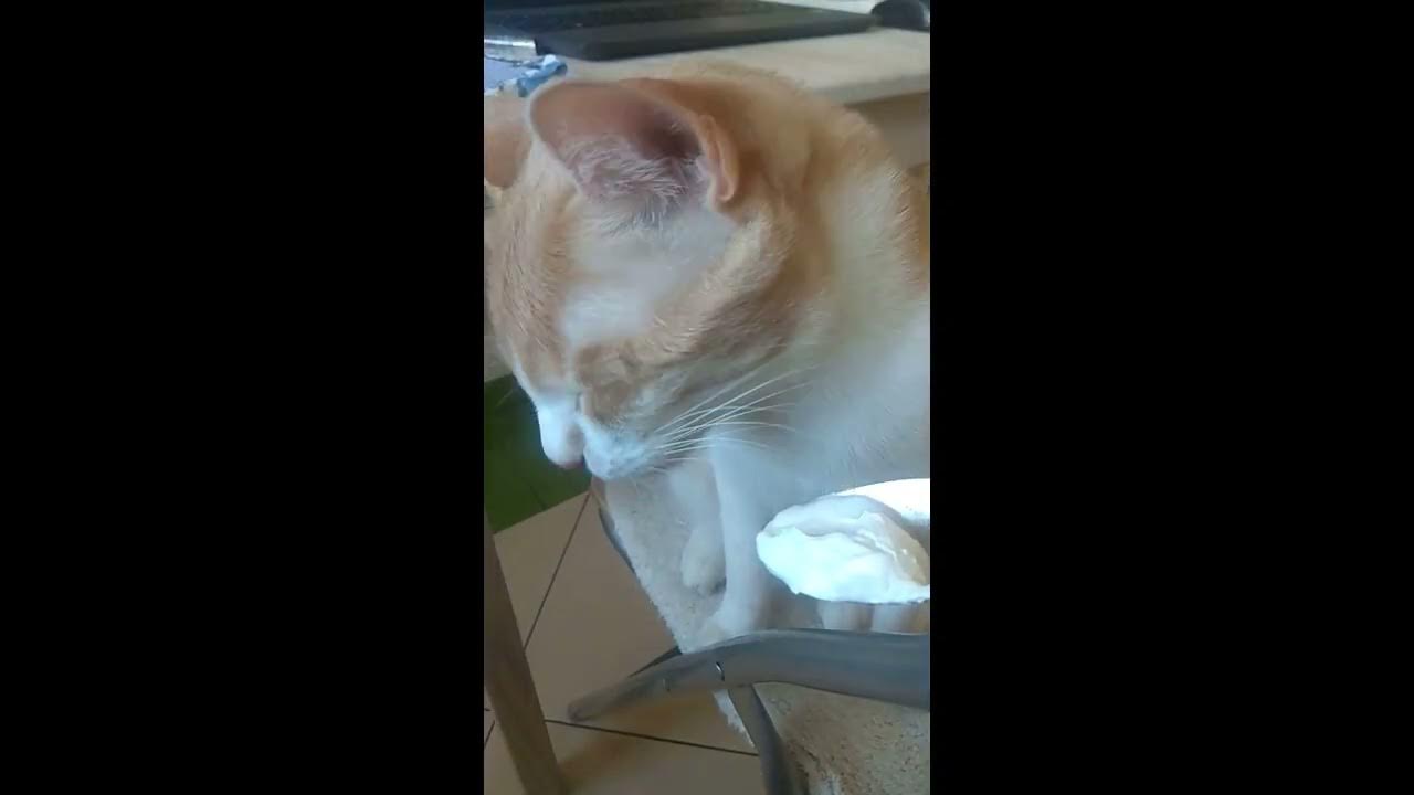 sour cream for cats #animals #shorts #cats #cute #catsvideo - YouTube
