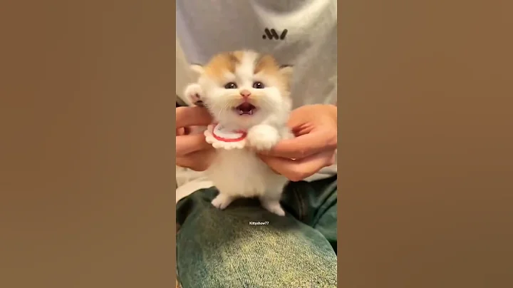 Video 11888701: cat kitten meow cutecats, catlover cats kittycat, funnycats catlove kittycat, kitty catlover funnycats, kitty catlover cats funny