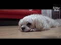 Dog Coughs Endlessly For Two Months Straight | Kritter Klub