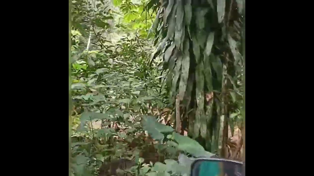 "മേഘങ്ങളുടെ നാട്ടിലെ സ്വർഗ്ഗം — ഇടുക്കി യാത്ര. 🌿🏞️"     