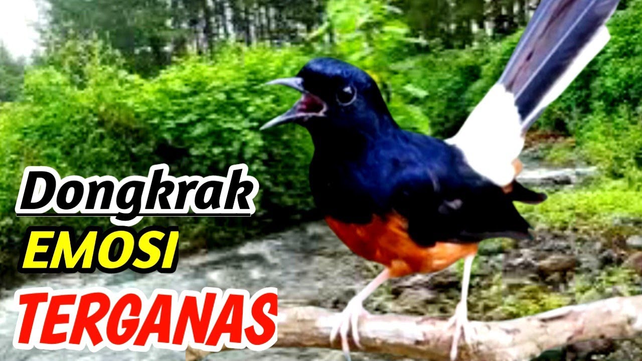 Masteran Murai Batu Terapi Alam Aliran Sungai – Natural Relaxation Sound for Gacor