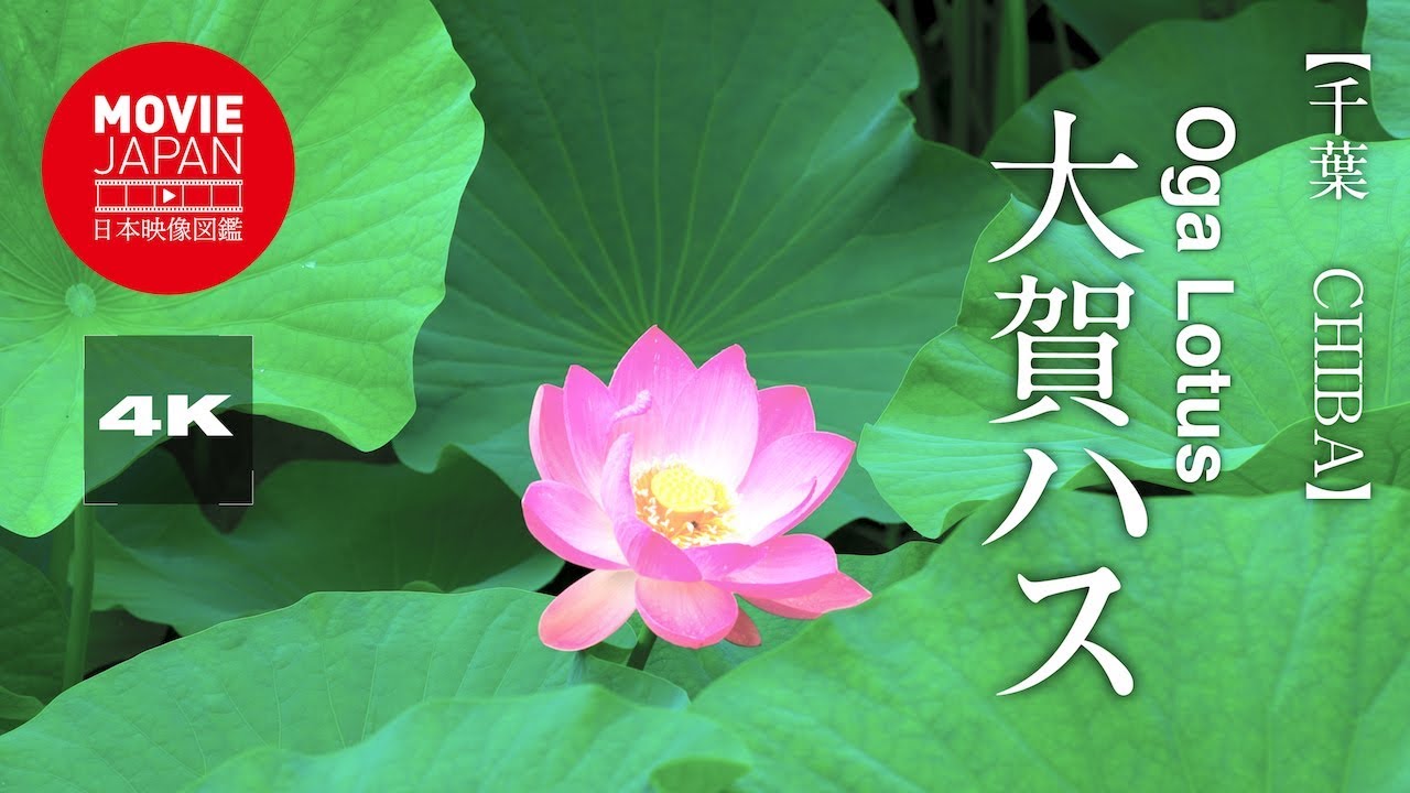 大賀一郎博士 Mytrop