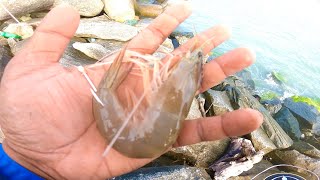 Using big shrimp 🦐 live baits for fishing .. Live bait vs Artificial lures fishinf